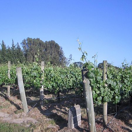Pearlessence Vineyard Inn Sebastopol Εξωτερικό φωτογραφία
