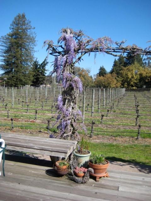 Pearlessence Vineyard Inn Sebastopol Εξωτερικό φωτογραφία