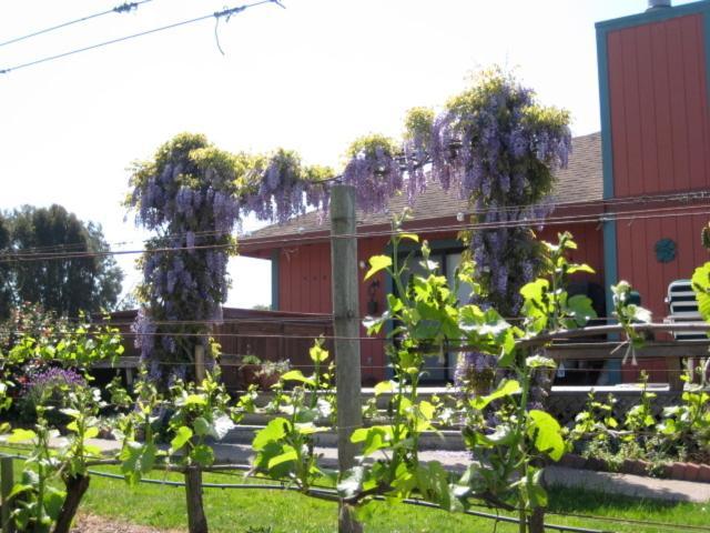 Pearlessence Vineyard Inn Sebastopol Εξωτερικό φωτογραφία